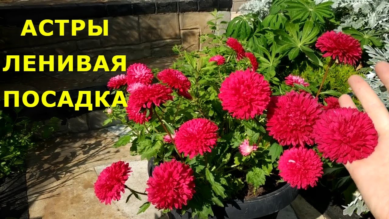 НЕ СЕЙТЕ АСТРЫ ПОКА НЕ УЗНАЕТЕ ! ДЛЯ НОВИЧКОВ ОСОБЕННО АКТУАЛЬНО