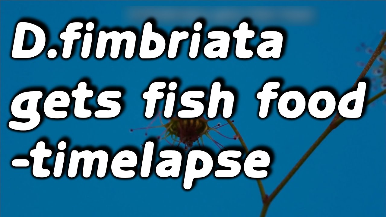 Tuberous Drosera D. fimbriata gets fish food timelapse 4k/Knollendrosera Zeitraffer