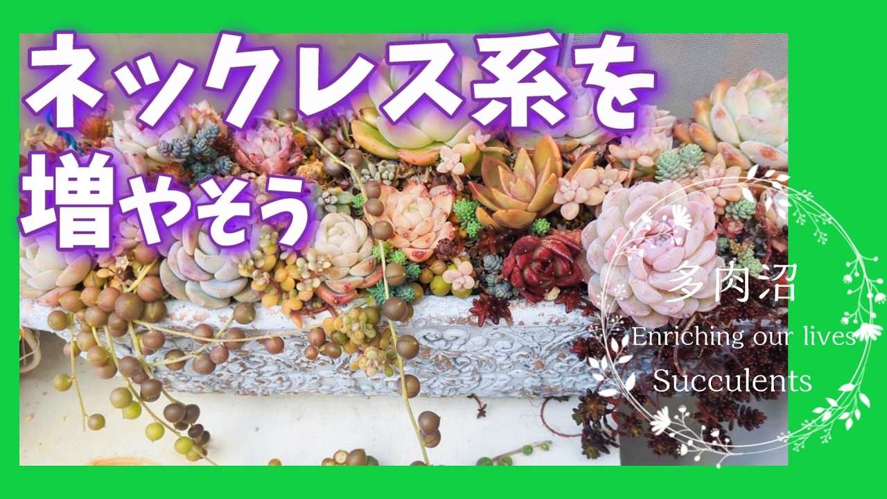 【多肉植物】＃72　みんな大好き！ネックレスを増やそう！！
