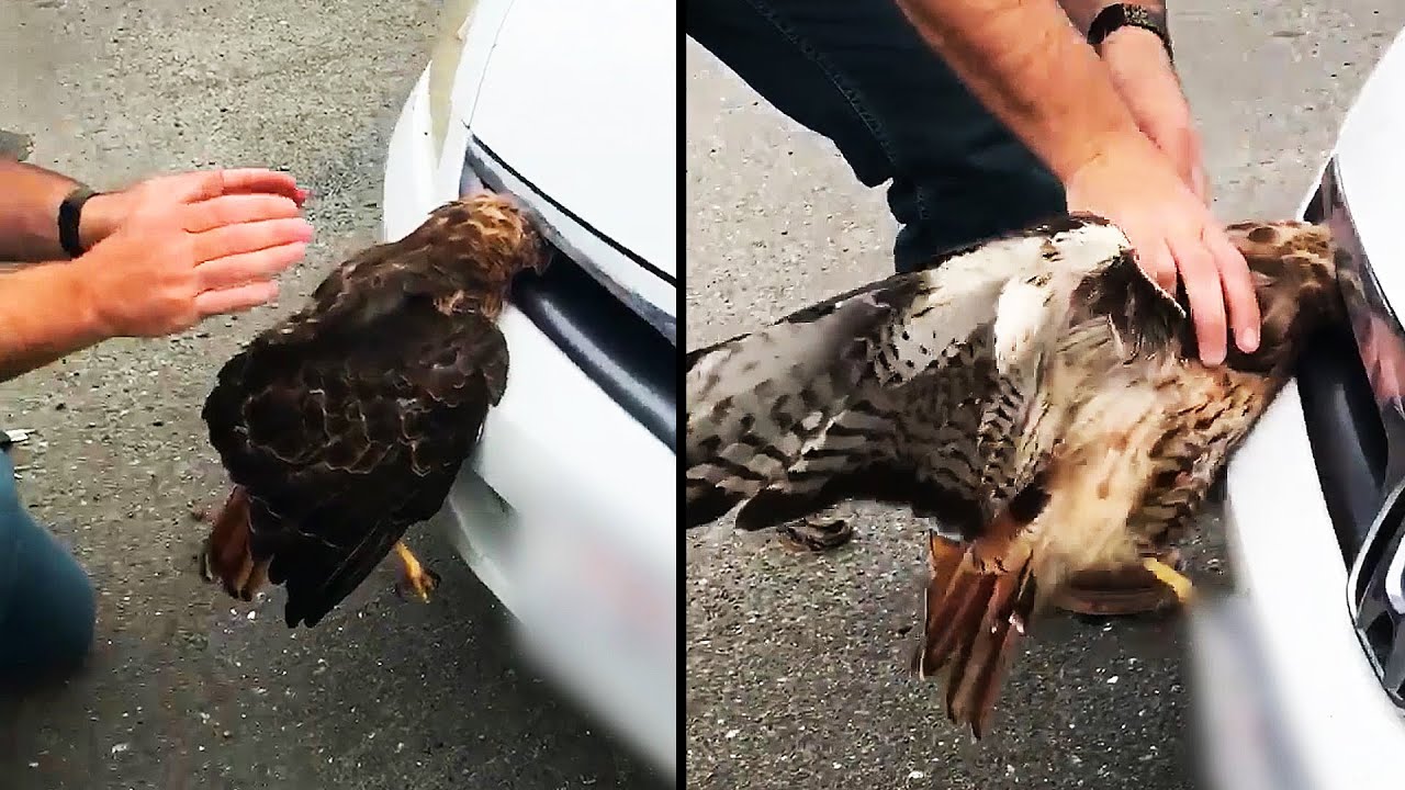 Ozzy Man Reviews: Hawk in the Hood