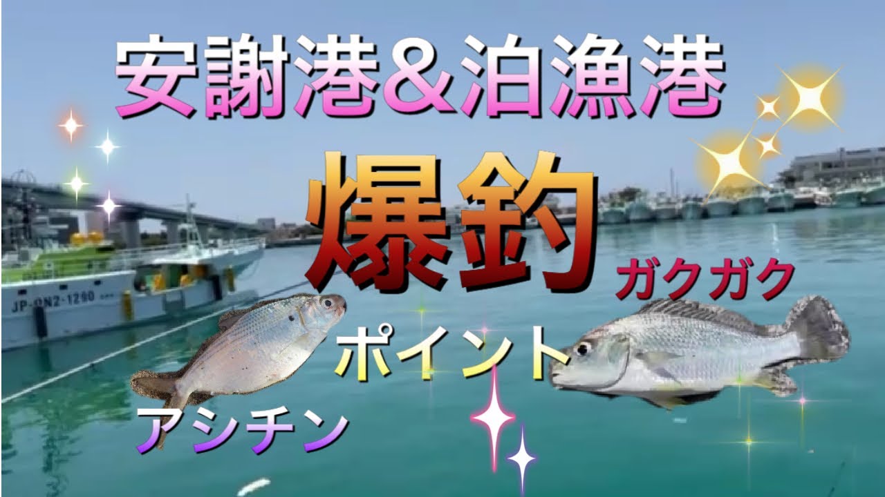 安謝港＆泊漁港　爆釣ポイント　gopro９水中映像⑳
