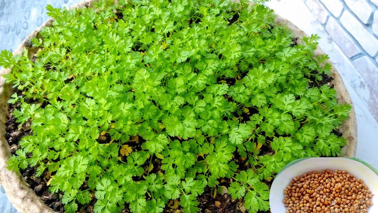 Grow Cilantro from Seeds in Pots | 4 Weeks