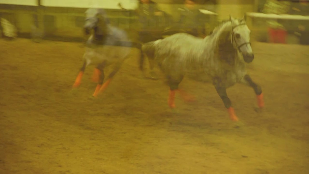 SA BOERPERD STALLIONS