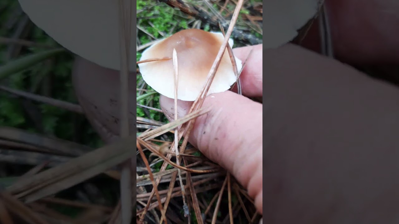 грибы коллибия масляная