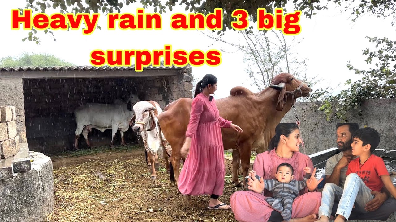 New cow ka baby raat ko hi aa gya..