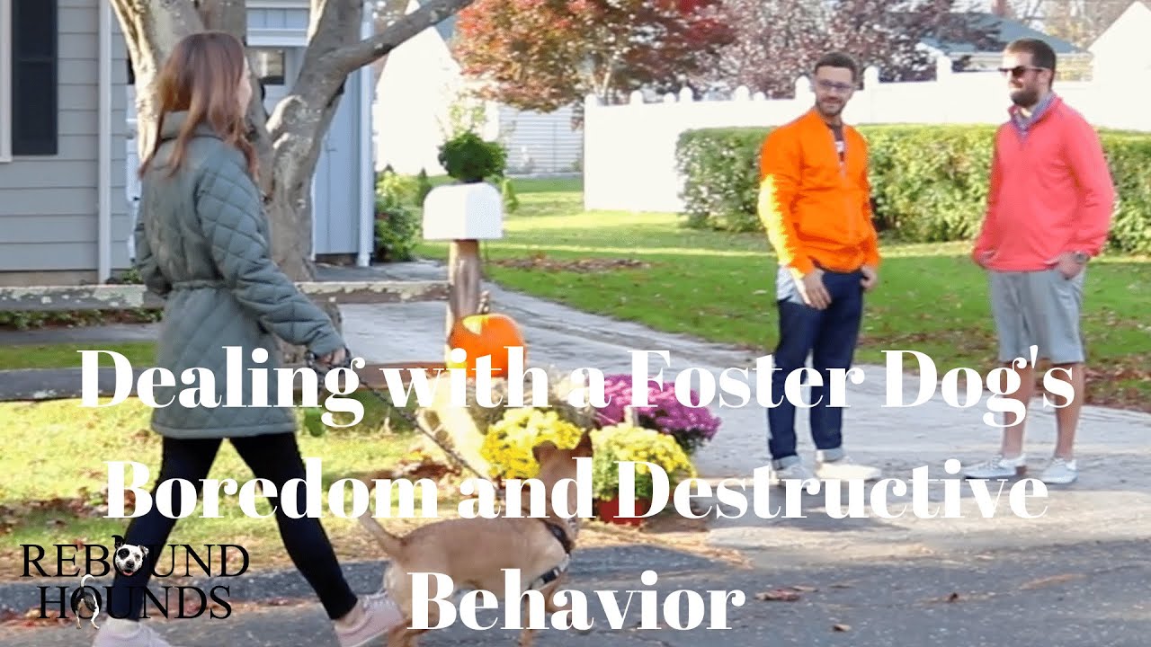 Dealing with a Foster Dog's Boredom and Destructive Behavior