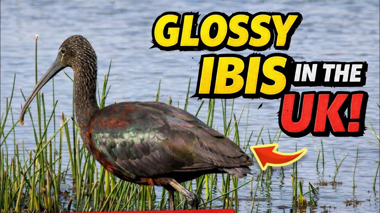 The Glossy Ibis is here in the UK!