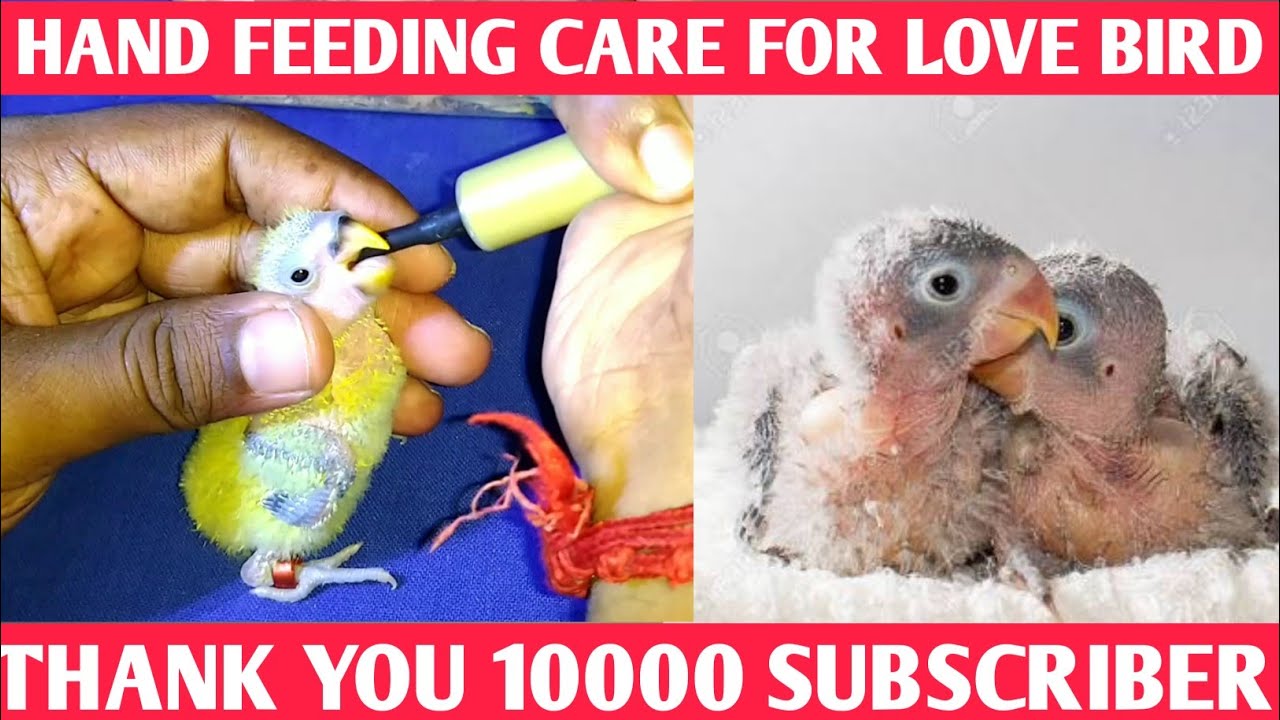 African Love bird hand feeding care (Day 15) food review for baby bird/ Tamil