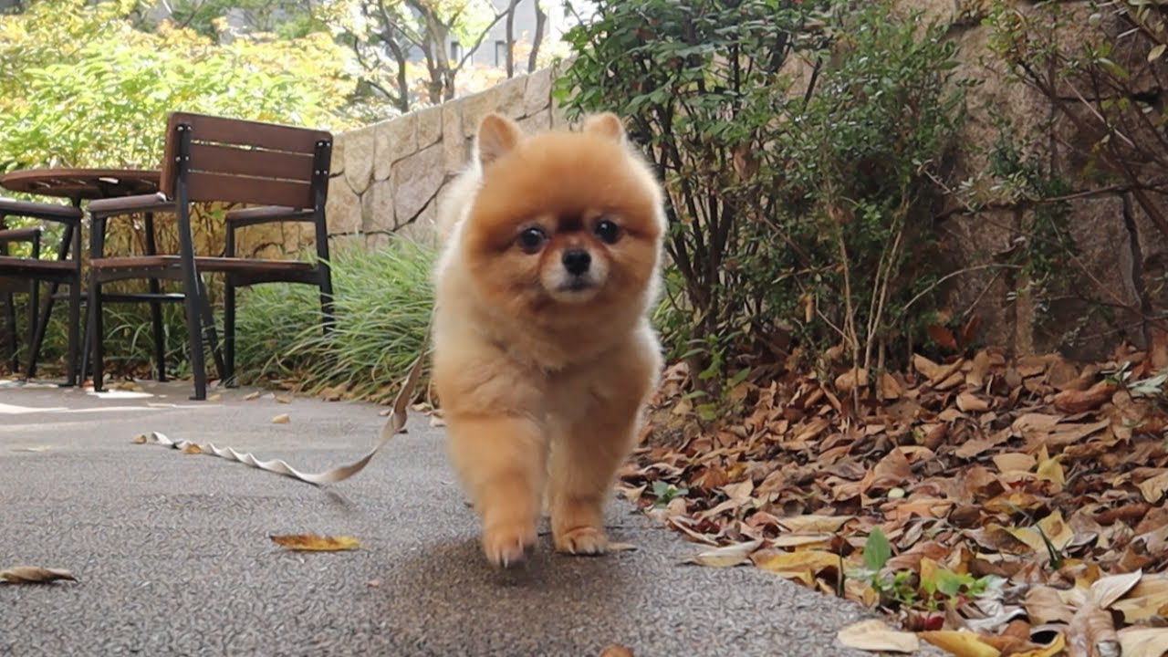 송이는 밖에 나오면 동네스타 멍뭉이에요