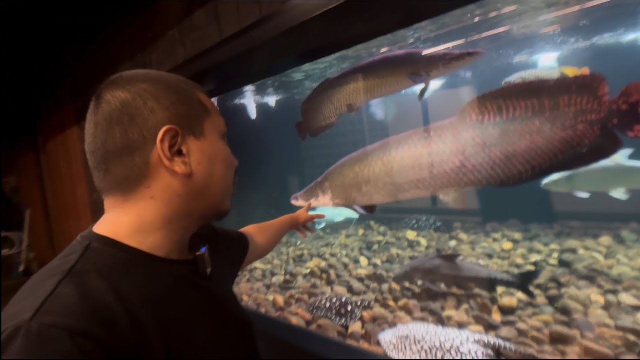 BELI IKAN ARAPAIMA LAGI !! MEGATANK 100 TON