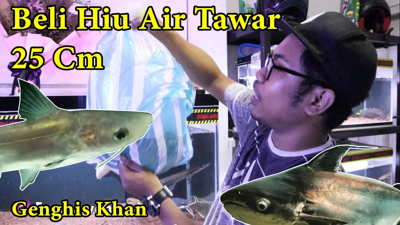 Akhirnya Beli Hiu Air Tawar Ukuran 25 Cm  Dua Ekor.... Peluang Bisnis Ikan