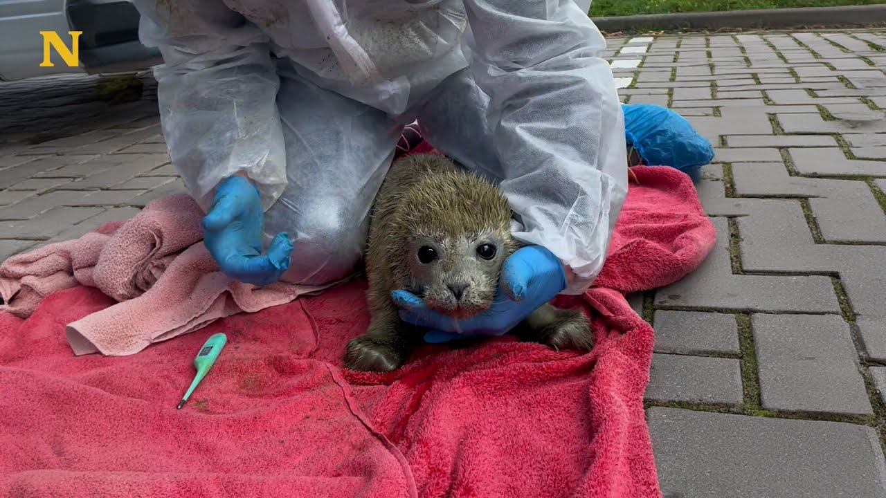 Un bébé phoque inhabituel trouvé sur la plage