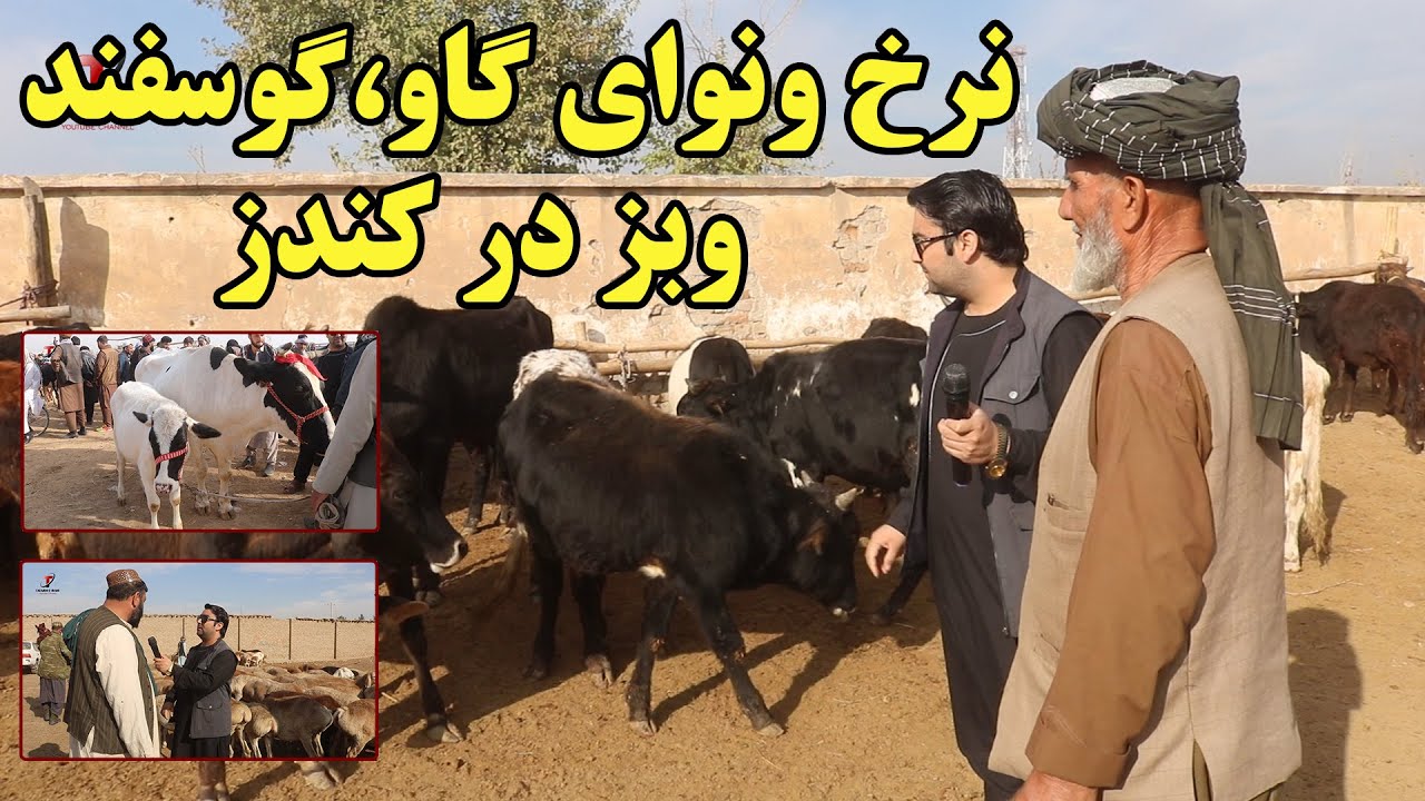 گزارش از مال بازار ولایت کندز | نرخ ونوای گاو،گوسفند، بز و شتر در کندز | نرخ ارزانتر از بقیه ولایات