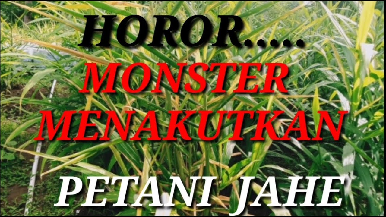 HAMA JAHE MERAH PALING MEMATIKAN PENYEBAB BUSUK RIMPANG DAN GAGAL PANEN, BERIKUT CARA MEMBASMINYA