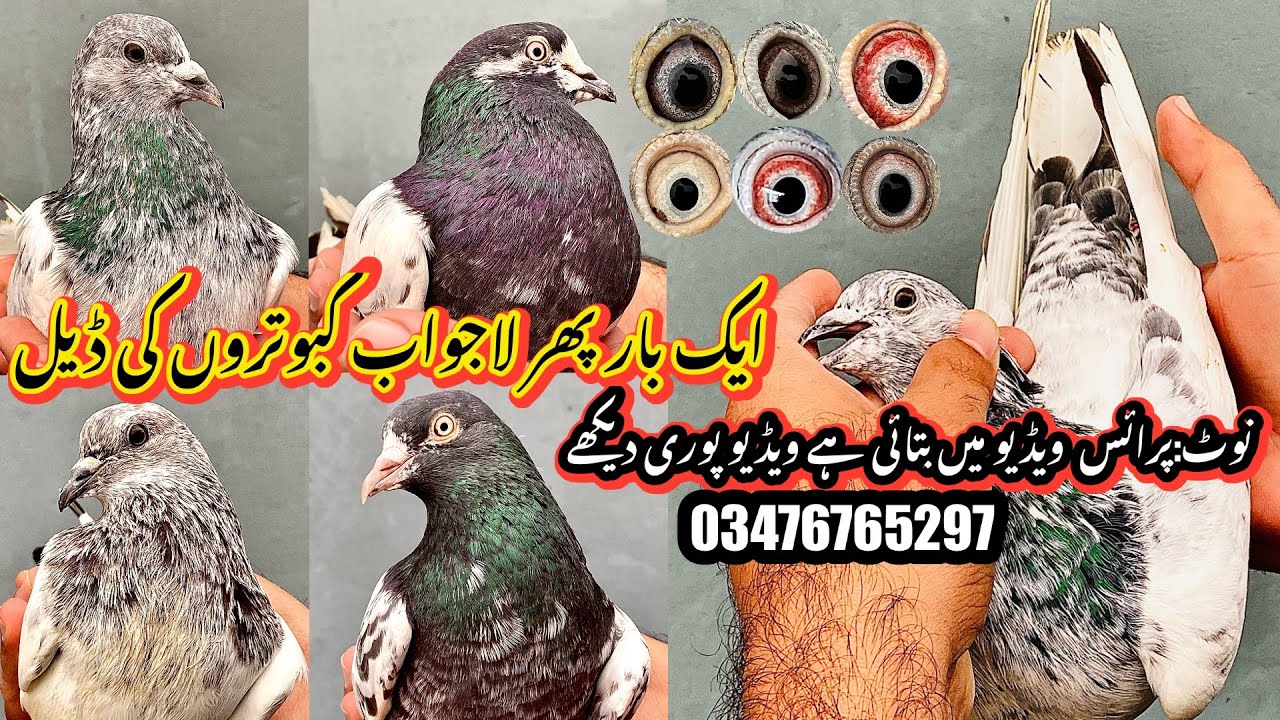 ایک بار پھر لاجواب کبوتروں کی ڈیل ||03476765297