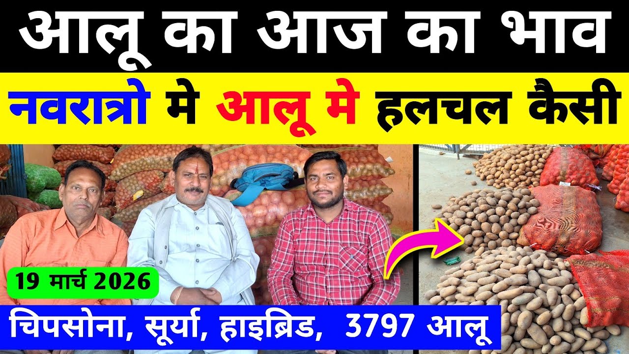 नवरात्रि मे आलू के भाव मे बदलाव | aloo ka bhav aaj ka | potato rate today | real farmer education 