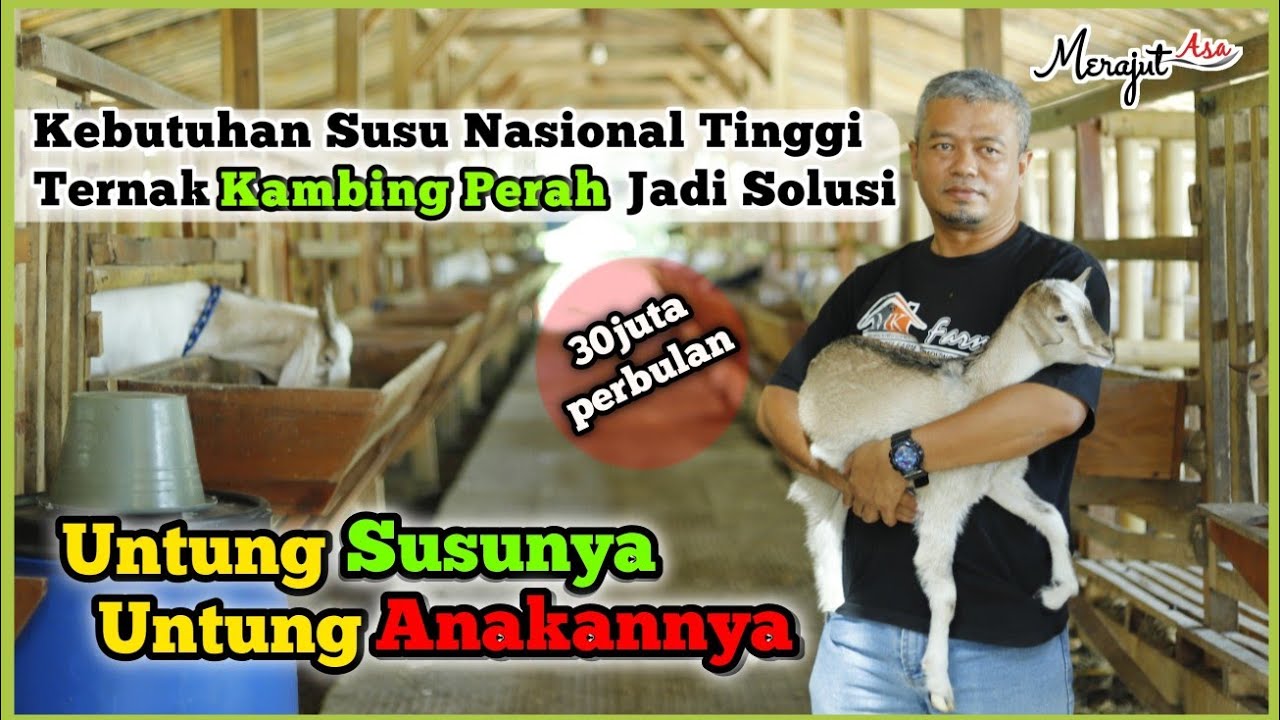 Untung 3X Lipat Usaha Sampingan Beternak Kambing Perah