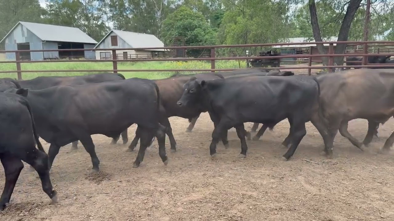 96 BACKGROUNDER STEERS