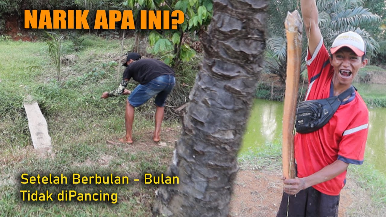 TERNYATA MASIH ADA BELUT MONSTER DIMUSIM KEMARAU SEPERTI INI