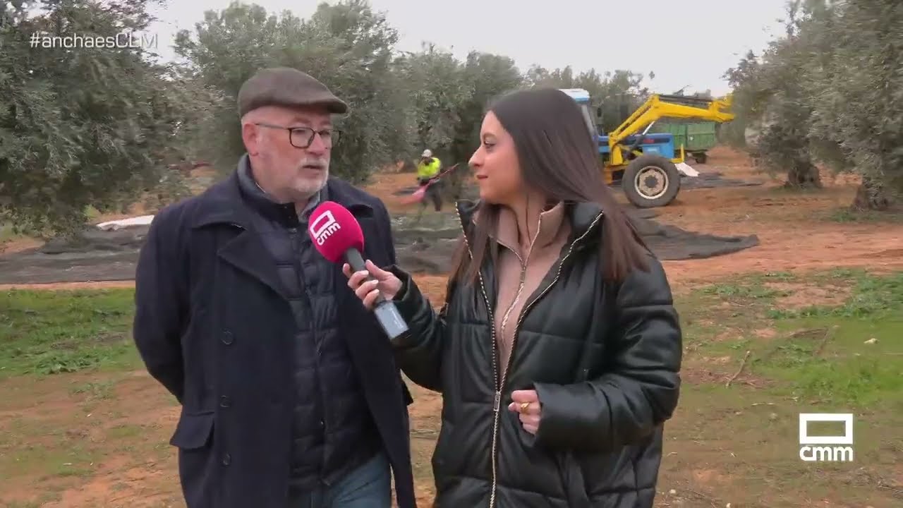 En la recta final, Guadamur sigue recogiendo aceituna | Ancha es Castilla-La Mancha