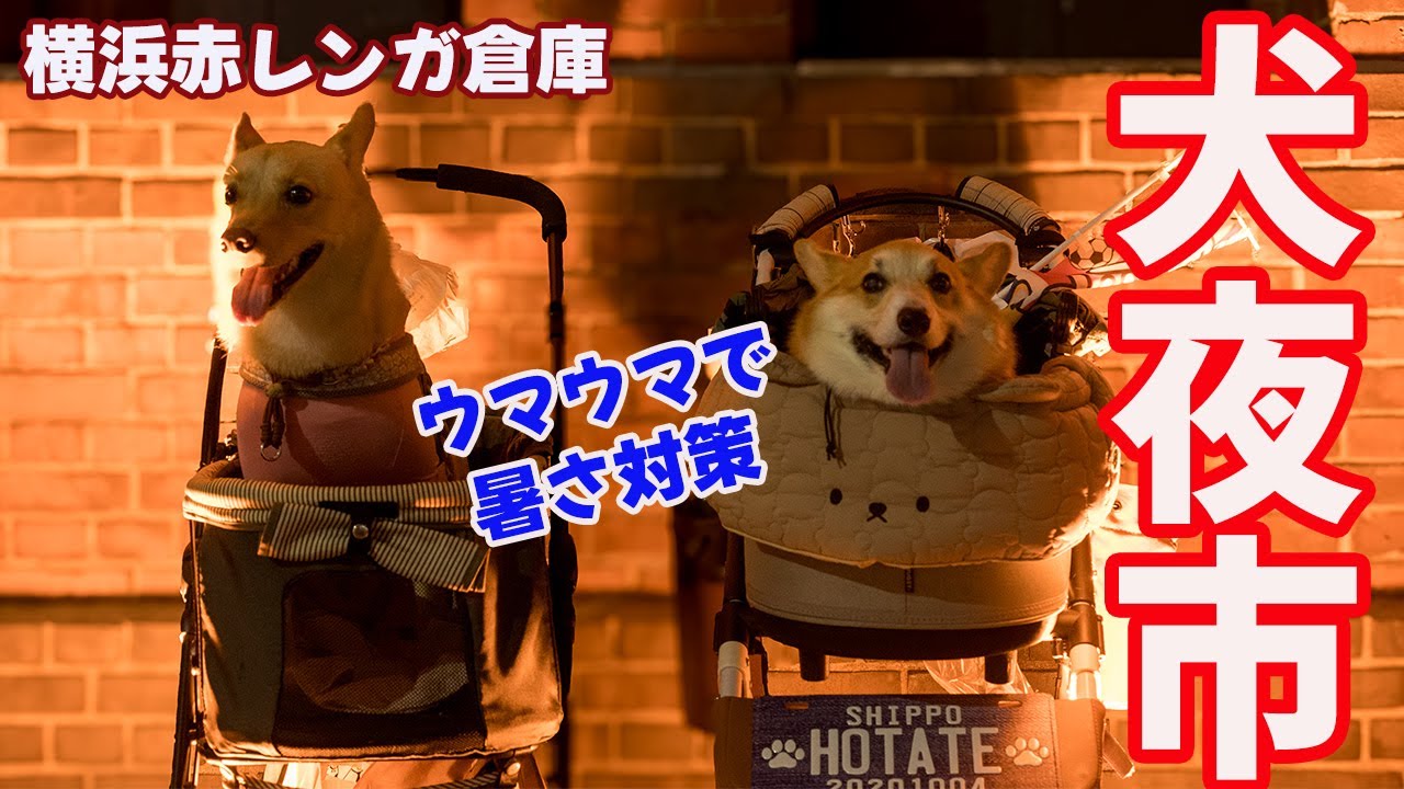 赤レンガ倉庫の犬夜市に行ったら、いっぱい暑さ対策ができて嬉しかったコーギー