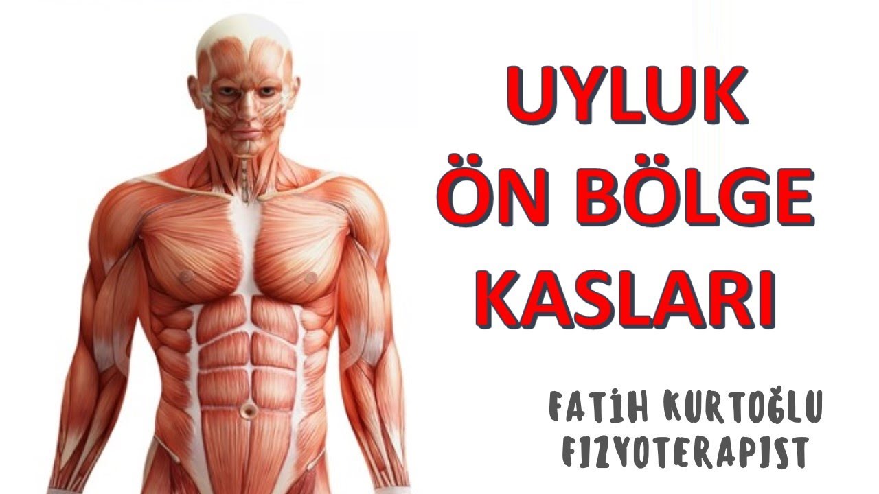 Uyluk Ön Bölge | KAS ANATOMİ si KONU ANLATIMI -11