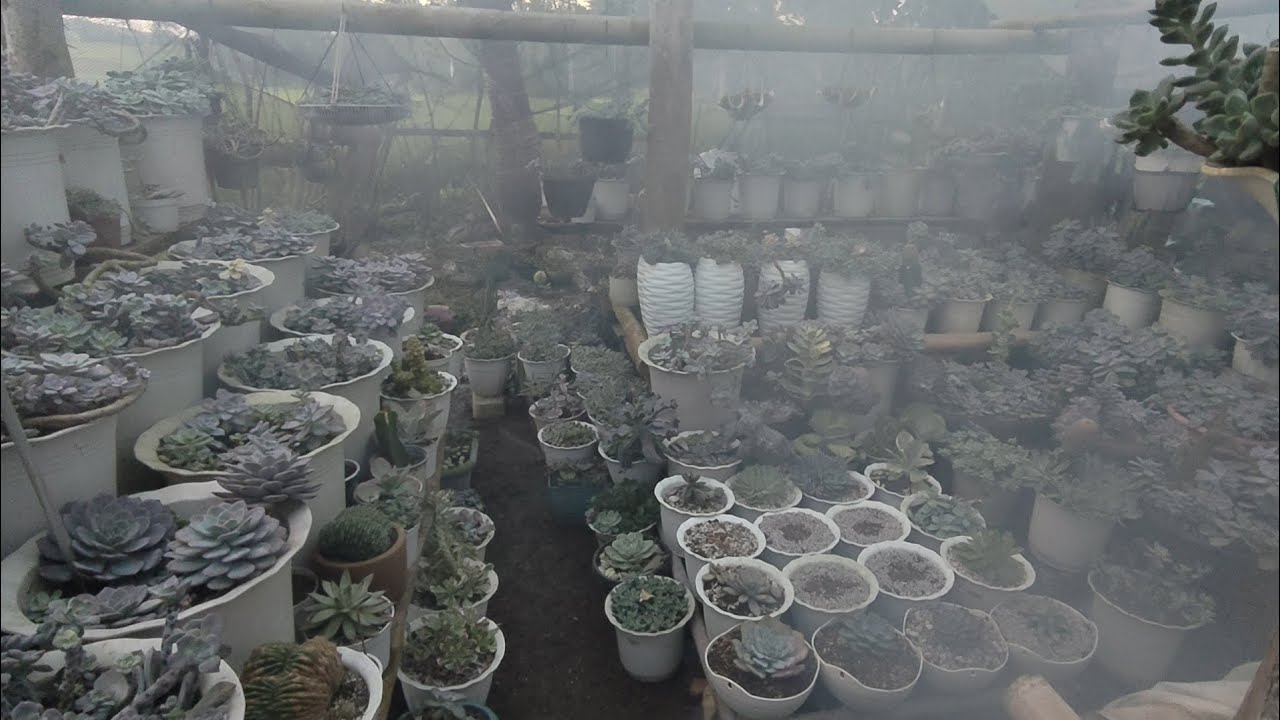 Done cleaning and Re-arraging maganda na naman sila tingnan!