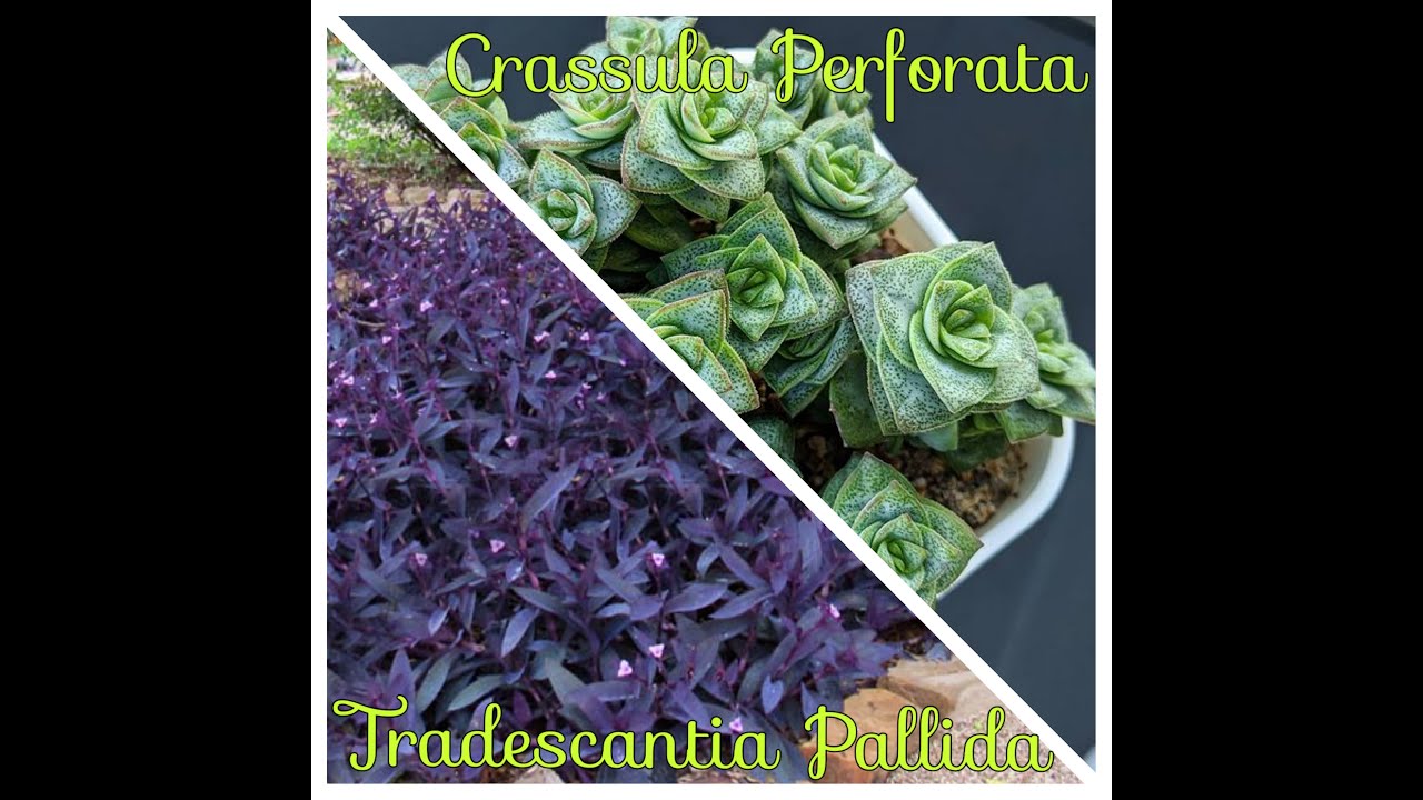 Crassula perforata e Tradescantia pallida