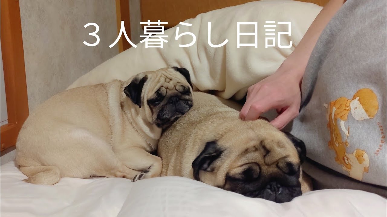 【車中泊】30代独身男とパグ親子、キャンピングカーで気ままなノープラン旅