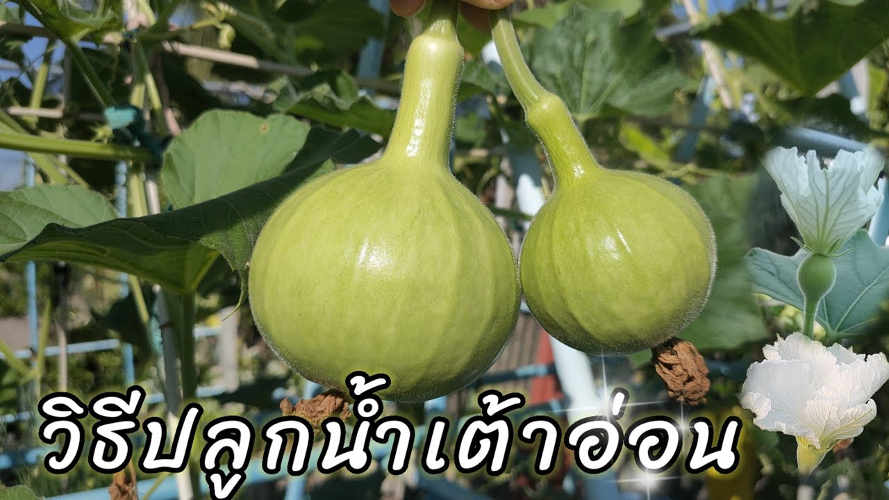 วิธีปลูกน้ำเต้าอ่อน ไว้เก็บกินแบบง่ายๆ