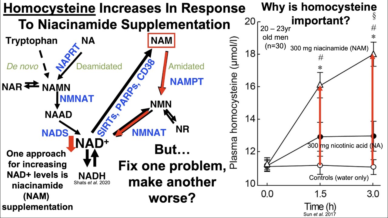 Homocysteine Increases During Aging, But Can Be Reduced With Diet And Targeted Supplementation