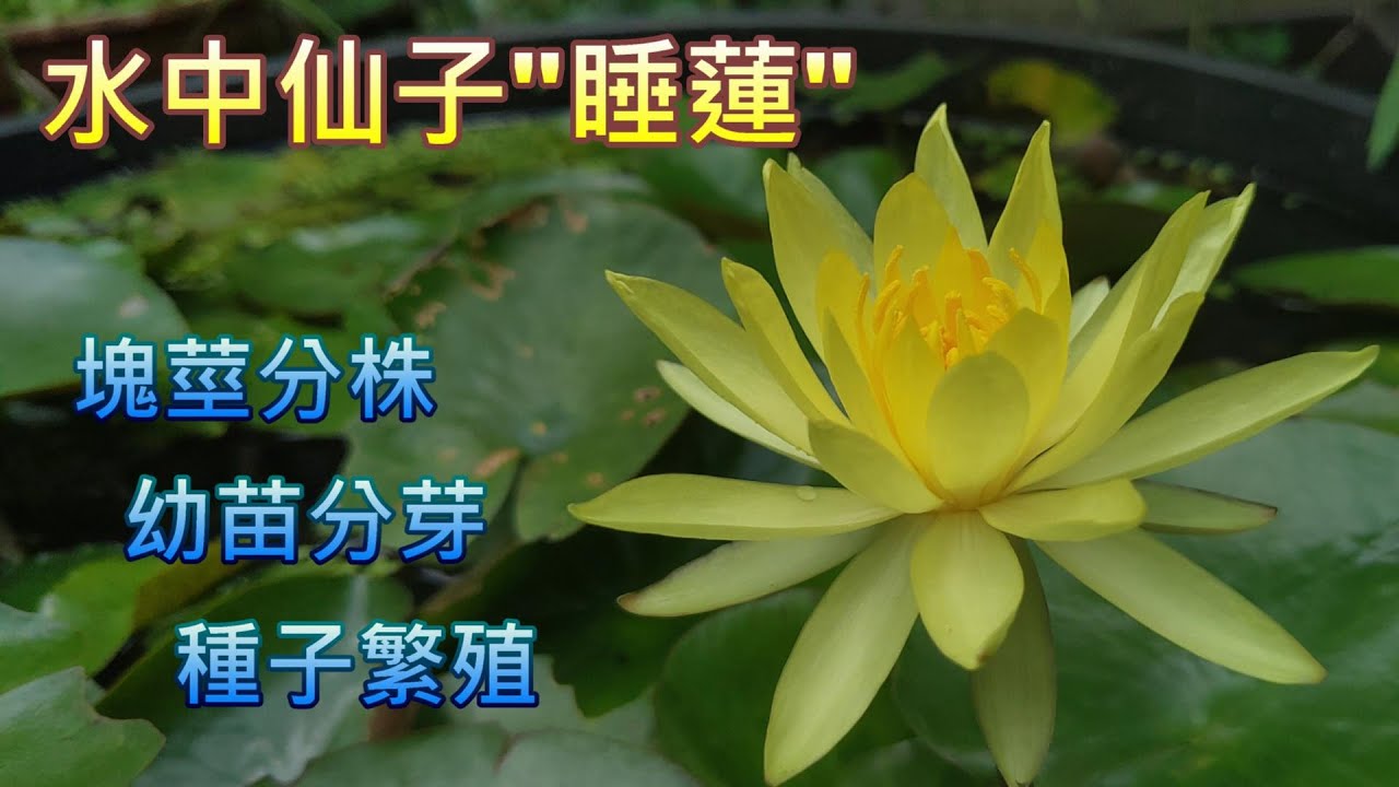 【犀利小農莊30】water lily水中仙子