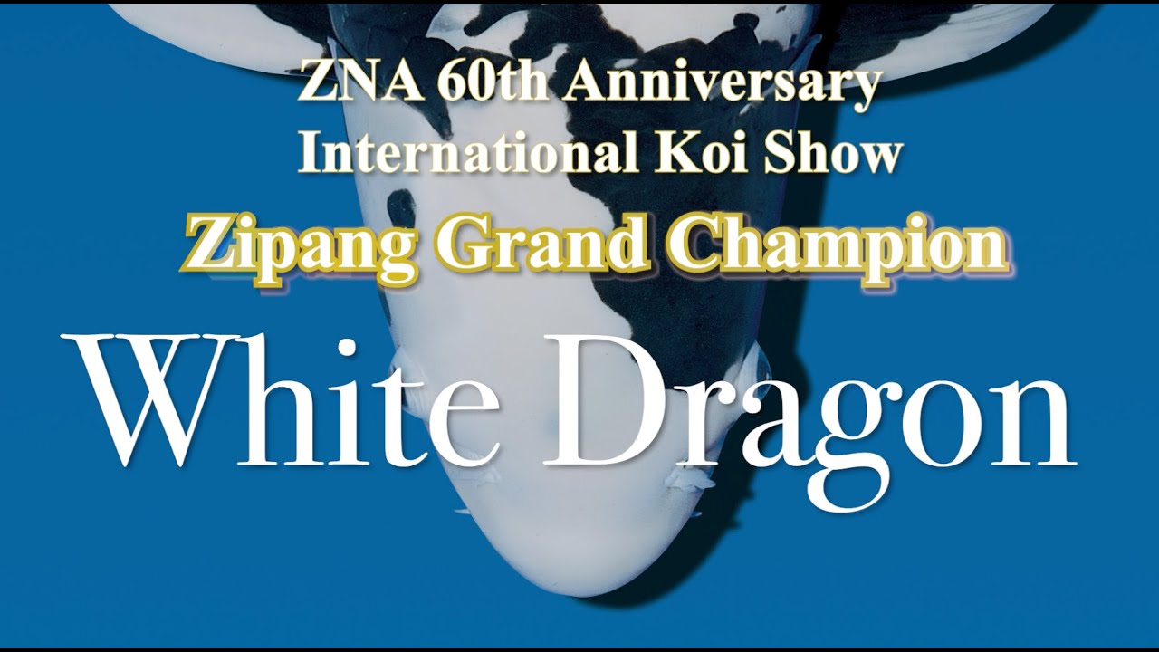 ZNA 第60回記念国際錦鯉品評会 ジパング全体総合優勝　「白龍」 ”White Dragon