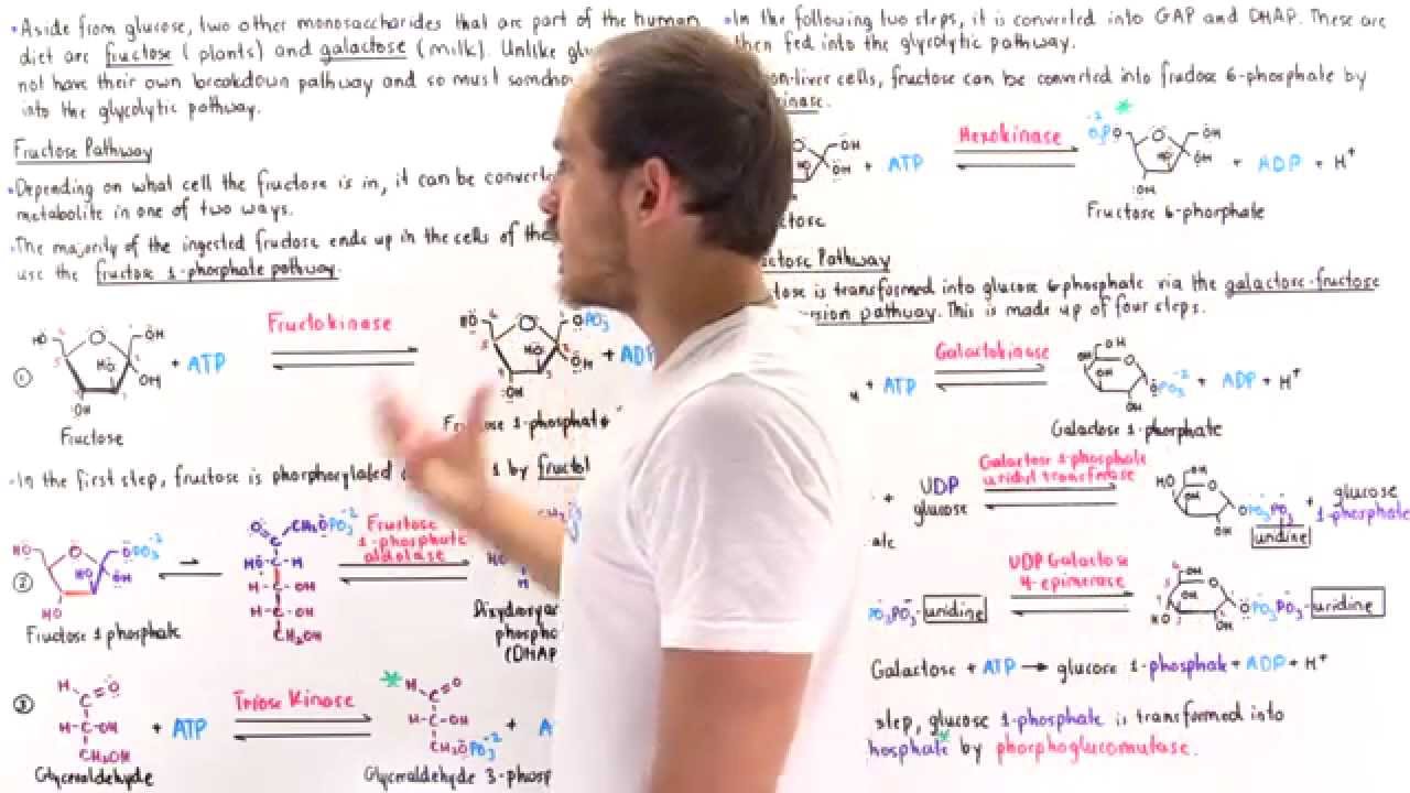Fructose and Galactose Breakdown Pathways