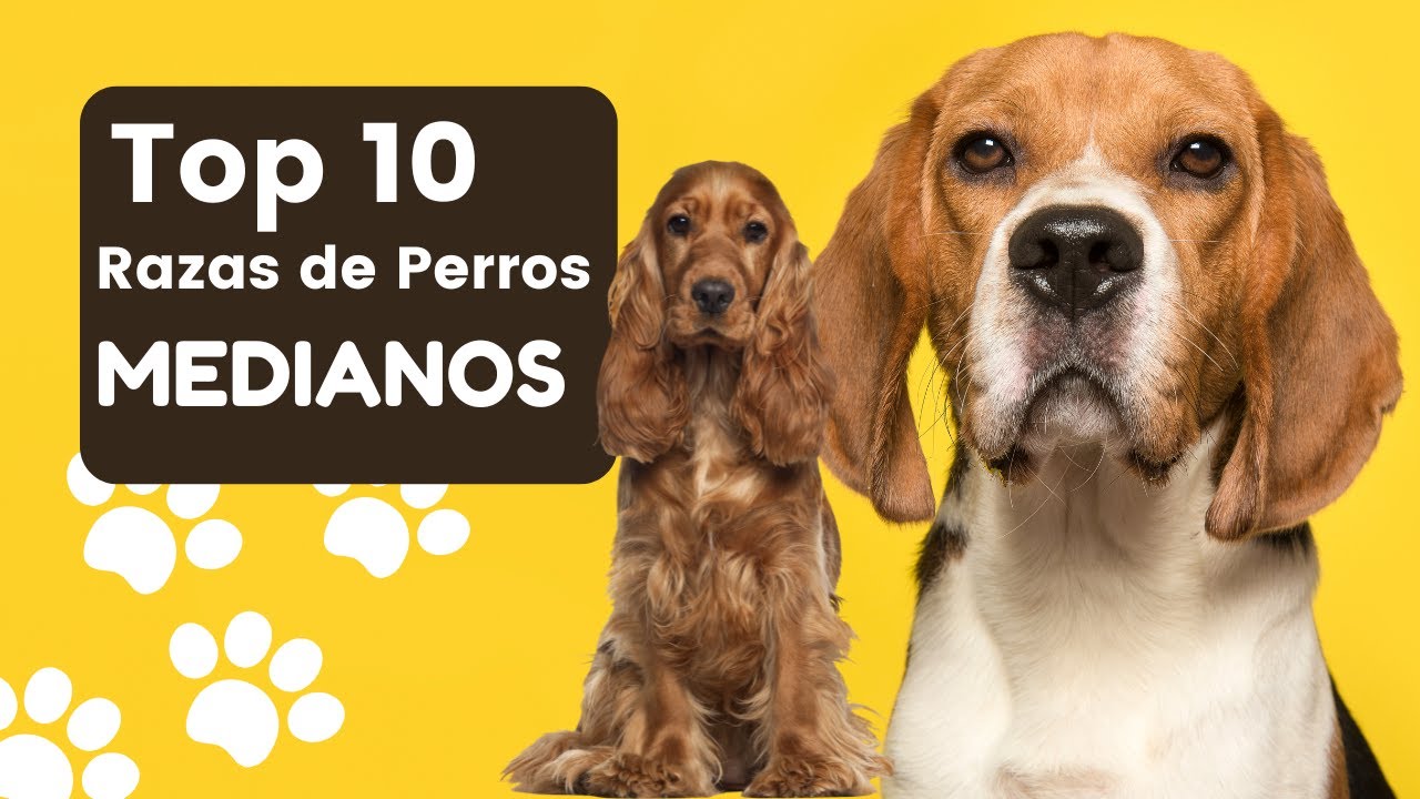¡Top 10 Razas de Perros Medianos Más Populares!