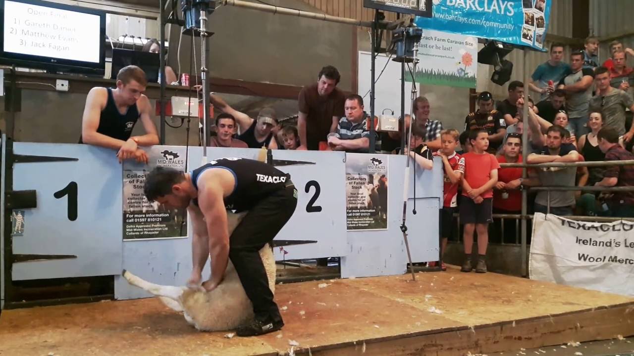 Gareth Daniel shearing in the Open Final of The Welsh International Speed Shear in 2016