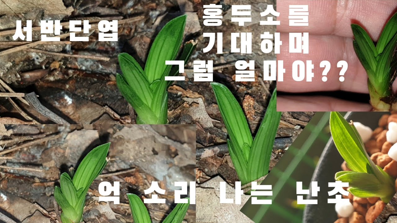 #한국춘란 산채 대물#서반단엽을 봅니다#난초랑