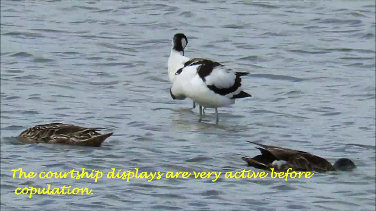 Pied Avocet  mating courtship at Terres d'Oiseaux