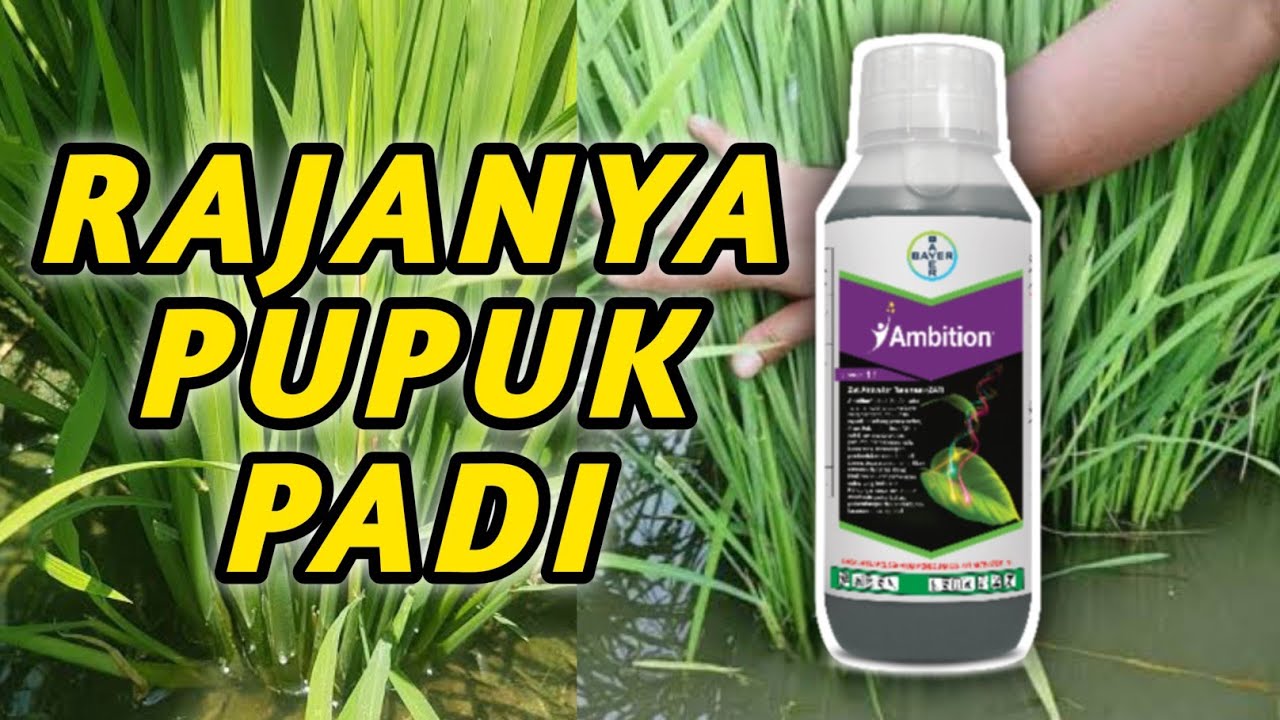 MANFAAT, DOSIS DAN WAKTU APLIKASI PUPUK AMBITION UNTUK TANAMAN PADI