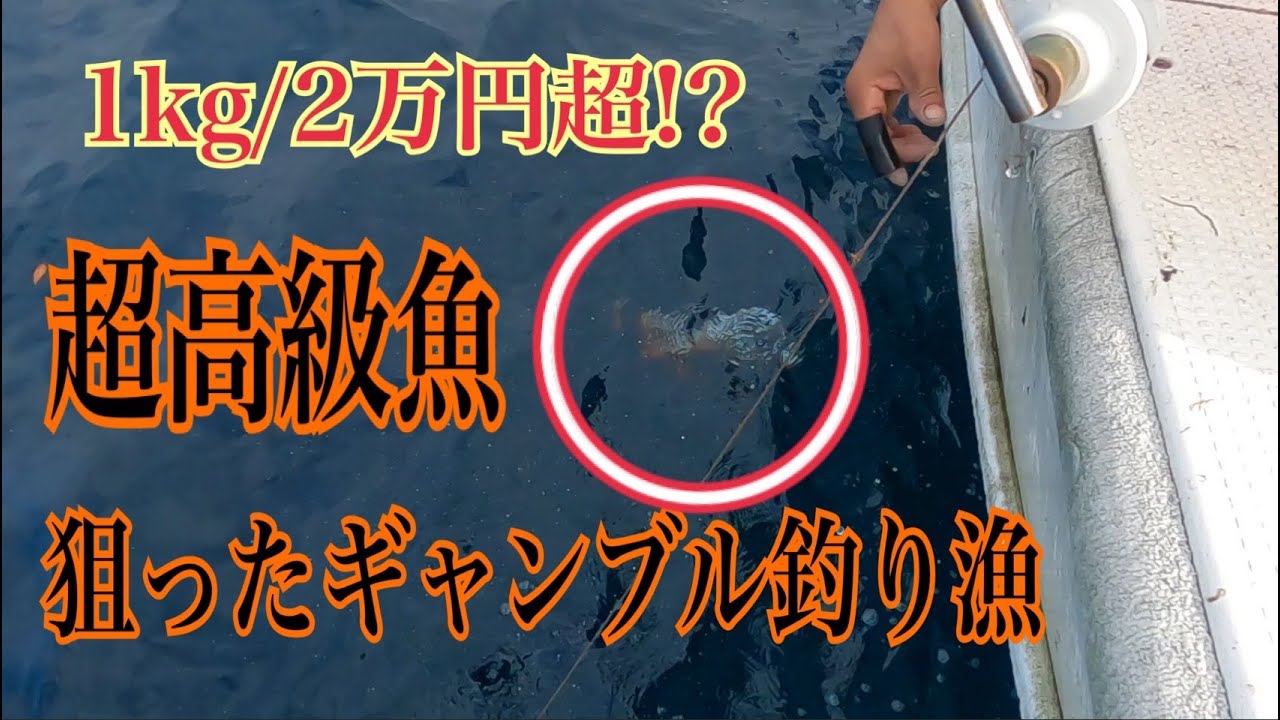 【超高級魚狙い】オレンジに輝く魚釣り上げる【正にギャンブル】