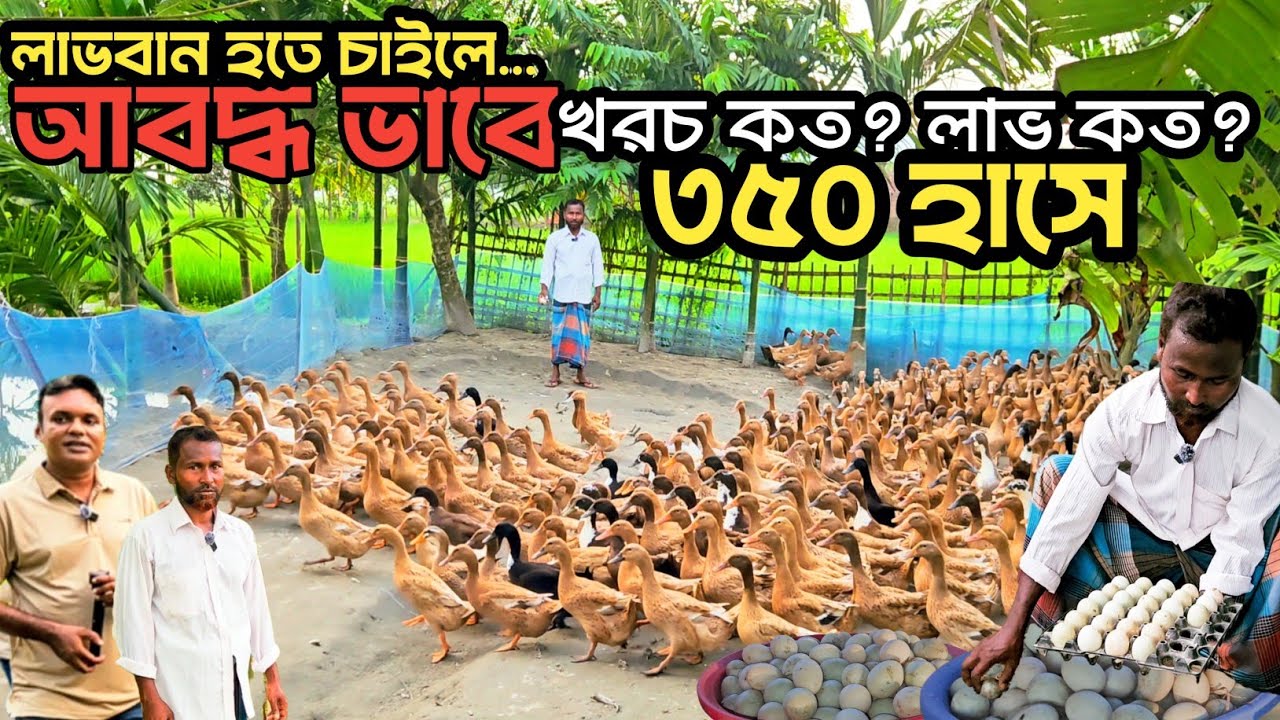 আবদ্ধ অবস্থায় ৩৫০টি হাস পালন করে বেশ লাভবান উদ্যোক্তা ভরসা | তার ভিন্ন রকম পালন পদ্ধতি থাকছে ভিডিওতে