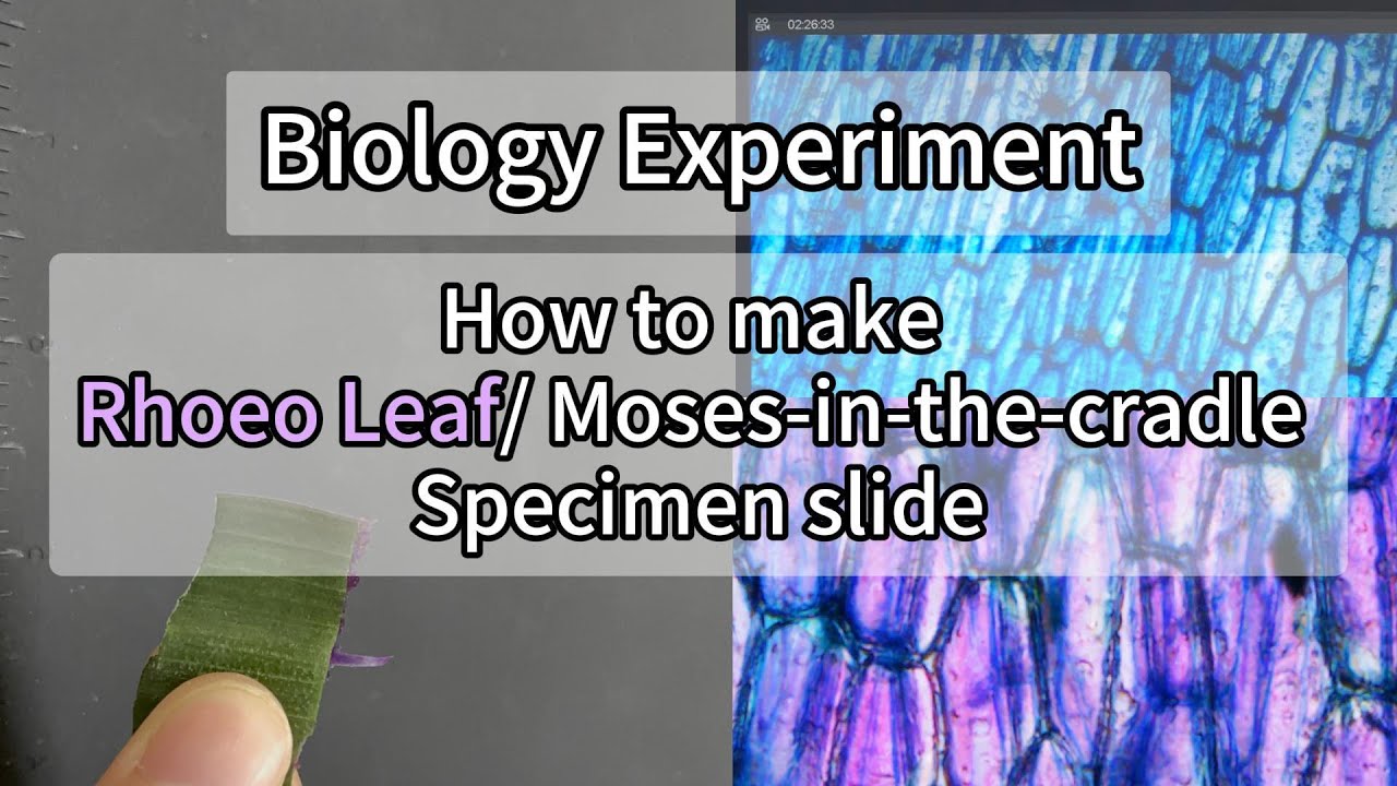 How to make Rhoeo Leaf/ Moses-in-the-cradle specimen slide (methylene blue stained) #biological
