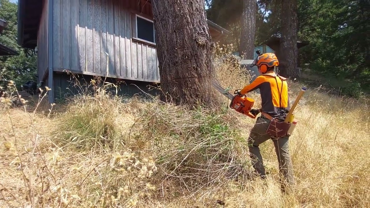 sawing the undercut in that big dead Fir