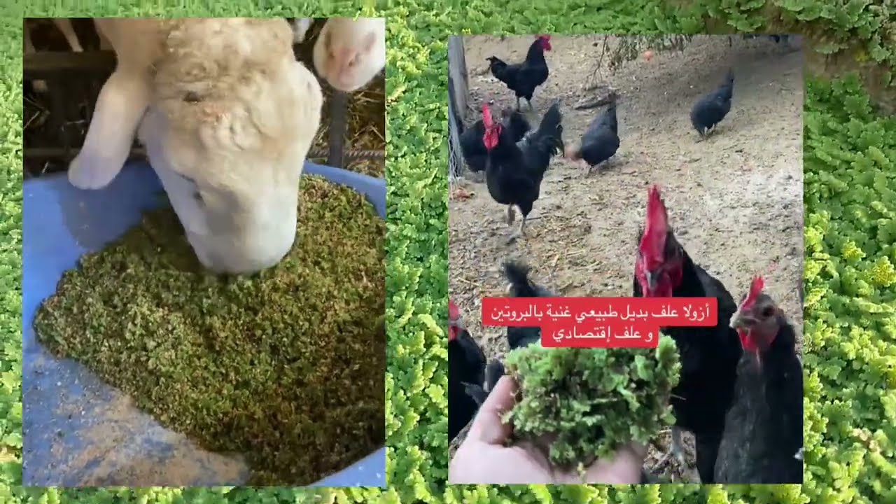 نبتة الأزولا كل ما يخص زراعتها