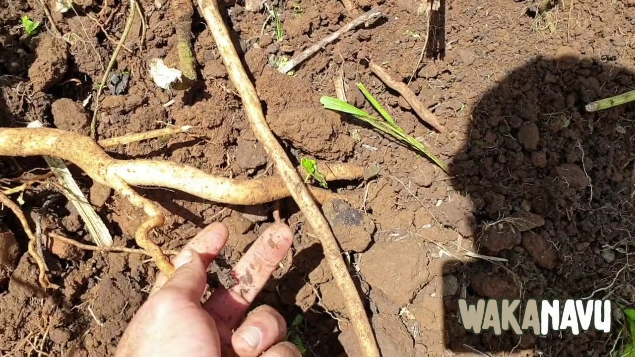 Yaqona Matua Harvest - Wakanavu