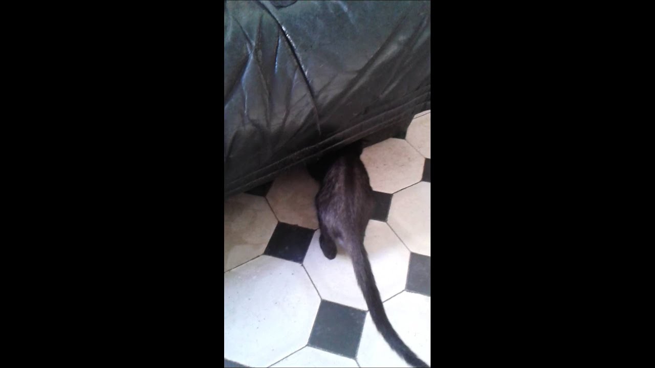 Chat gracieux et joueur