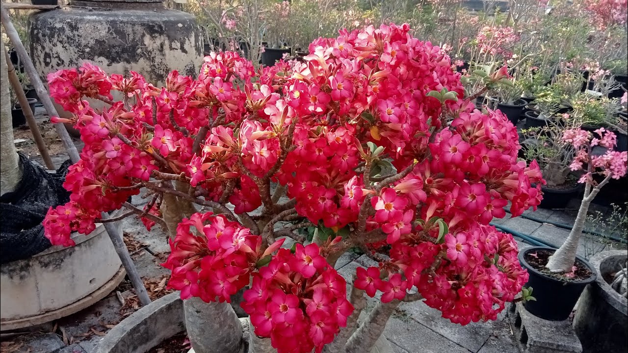 ราชินีชุดแดง