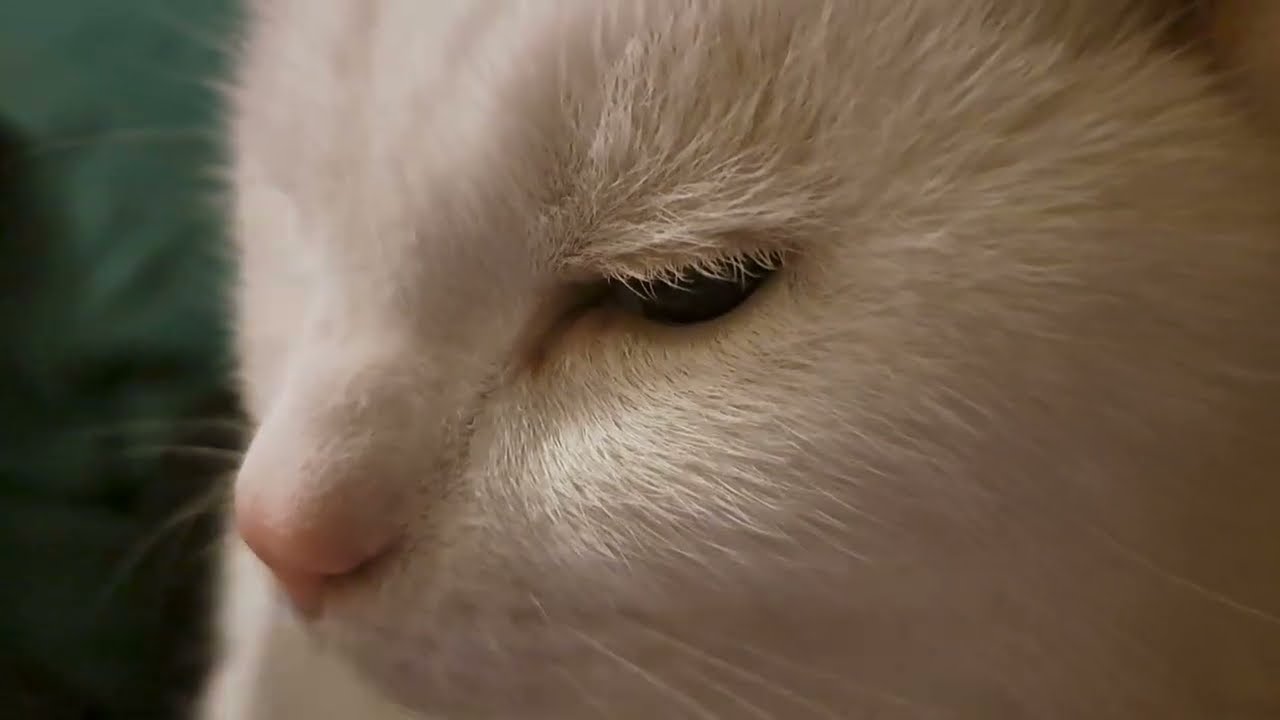 Sometimes he makes snoring noises when I pet him (last 40 seconds)