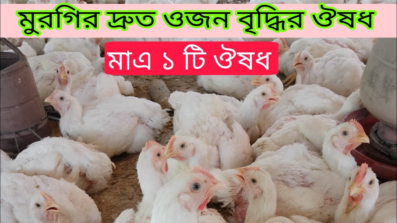 মুরগির ওজন বৃদ্ধি করুন দ্বিগুণ | মুরগির ওজন বৃদ্ধির মহা ঔষধ