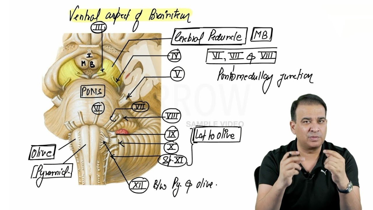 Marrow Edition 8 Revision Videos: Anatomy Sample Video